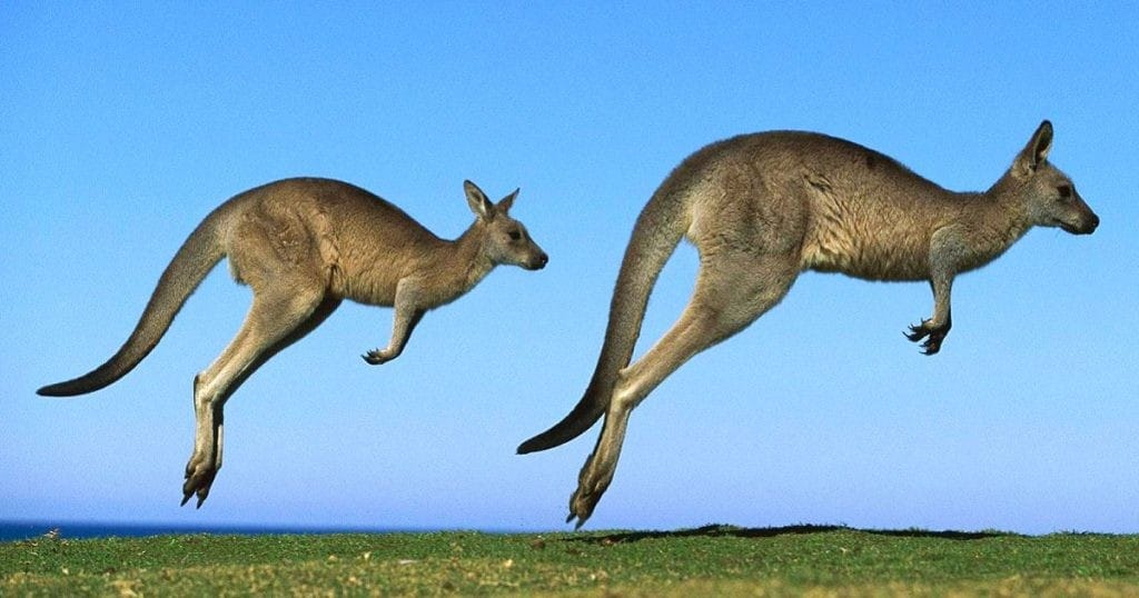 requisitos para estudiar y trabajar en Australia Dos canguros saltando en el césped y detrás el cielo despejado